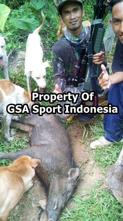 Gejluk Pasopati Tumbangkan Babi Hutan