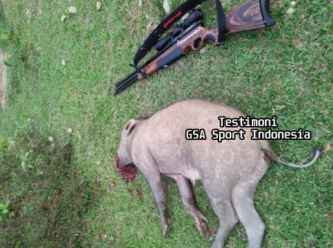 Senapan Angin untuk babi hutan
