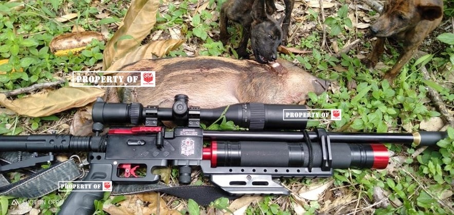 senapan angin pcp berburu babi hutan-min