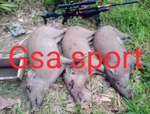 Senapan Angin Berburu Babi Hutan-min