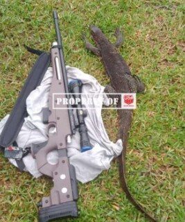 Berburu Biawak dengan Senapan Angin