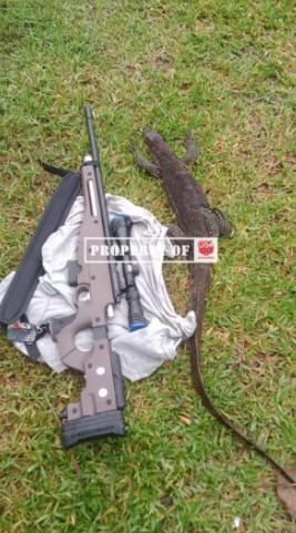 Berburu Biawak dengan Senapan Angin
