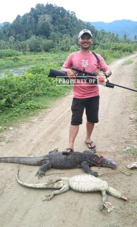 berburu biawak pakai senapan angin